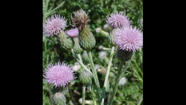 Canada Thistle (Cirsium arvense)
