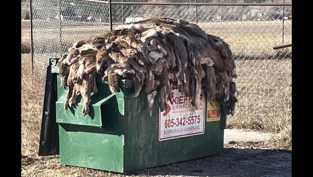 A large Dumpster overflows with deer hides outside the Cutting Edge Meat Market in Piedmont, S.D., one of the few remaining butcher shops that will process big game carcasses into packaged meats. (Photo: Bart Pfankuch, South Dakota News Watch)