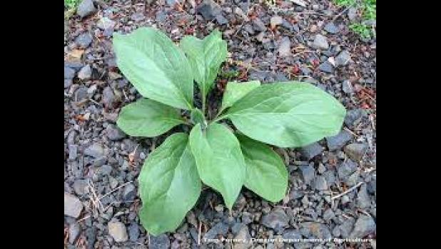 Houndstoungue (Cynoglossum officinale)