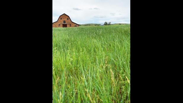 In this earlier image, the prarie grass stands tall in front of the clay tile barn. Courtesy Shelby Woodland