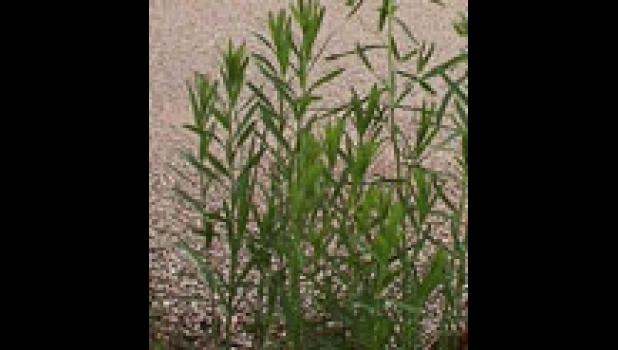 Leafy Spurge (Euphorbia esula)