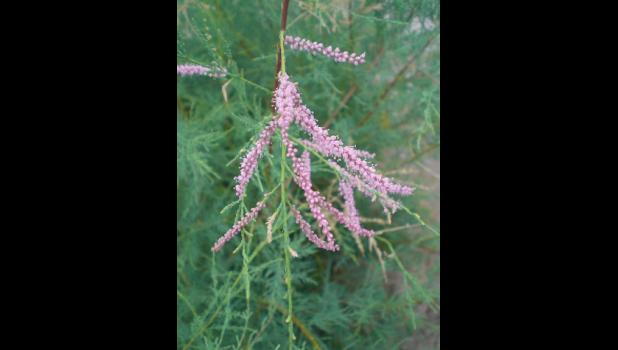 Salt Cedar (Tamarix ramosissima)