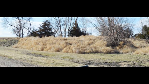 John Knutson noted that this dam grade is covered in tumbleweeds by an area about 100 feet by 150 feet and eight foot tall.