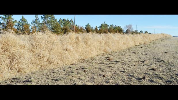 It is hard to see it in the photo, but this is a two-year-old fence line that has been weighted down by so many tumbleweeds that the fence has bowed under to the weight.